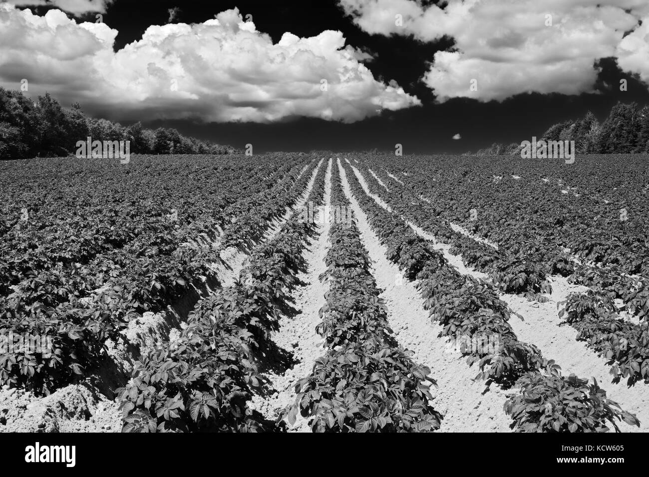 Campo potatoe e ricco di ferro di terra rossa annandale Prince Edward Island in Canada Foto Stock