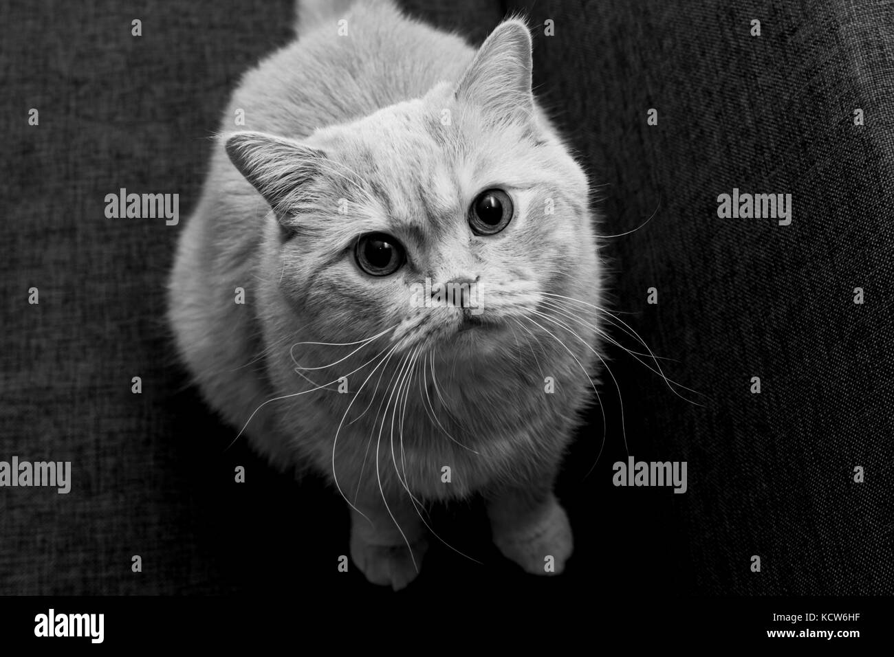Gatto rosso appare nella fotocamera Foto Stock