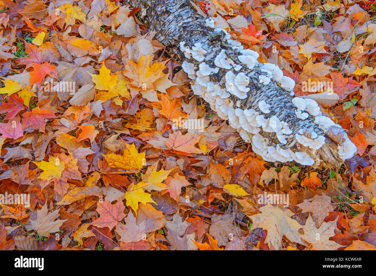 Foglie di acero di zucchero (Acer saccharum) e tronchi ricoperti di funghi a staffa in autunno, Fairbank Provincial Park, Ontario, Canada Foto Stock