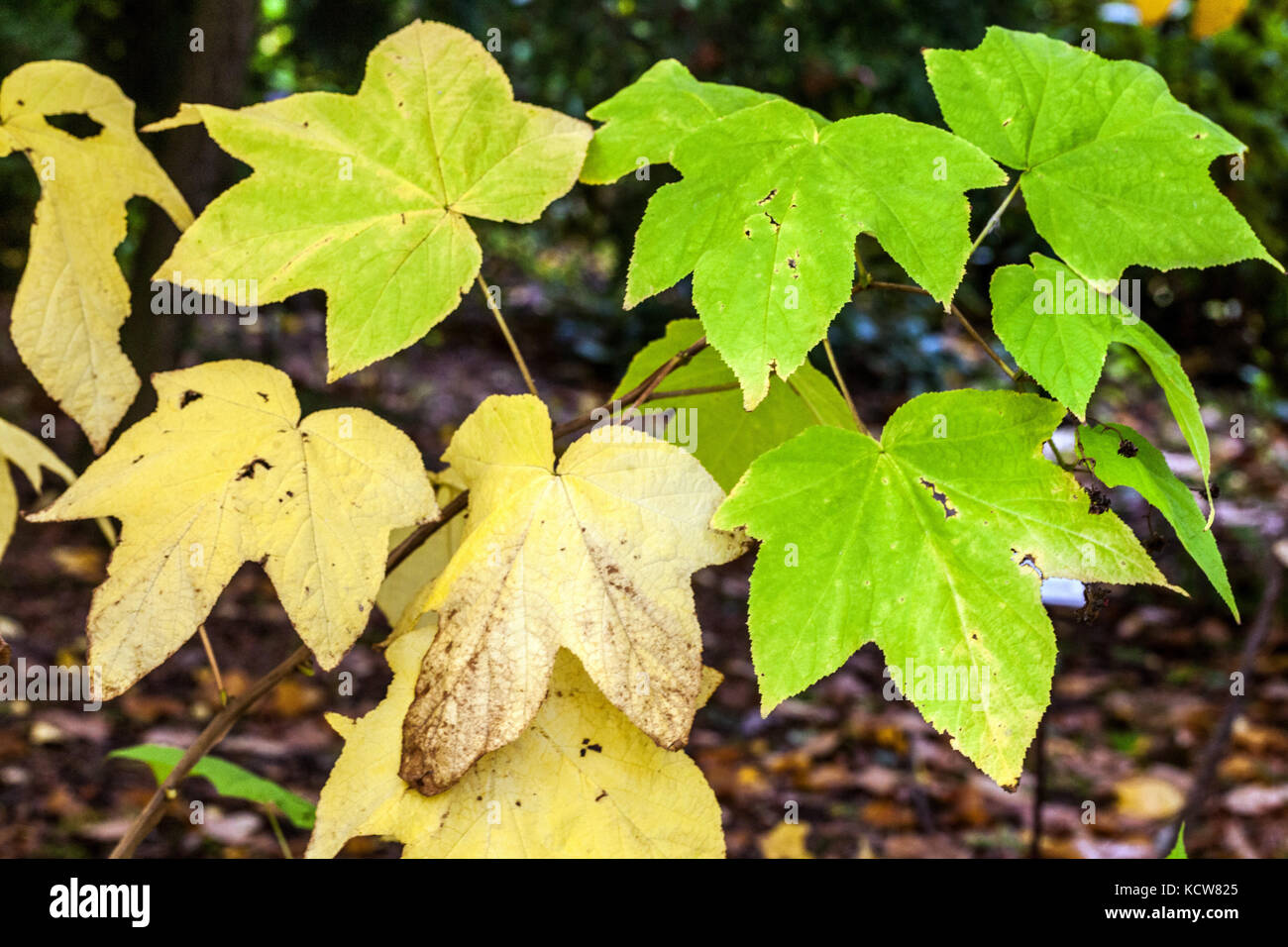 Virginia lampone, Rubus odoratus, foglie di autunno Foto Stock