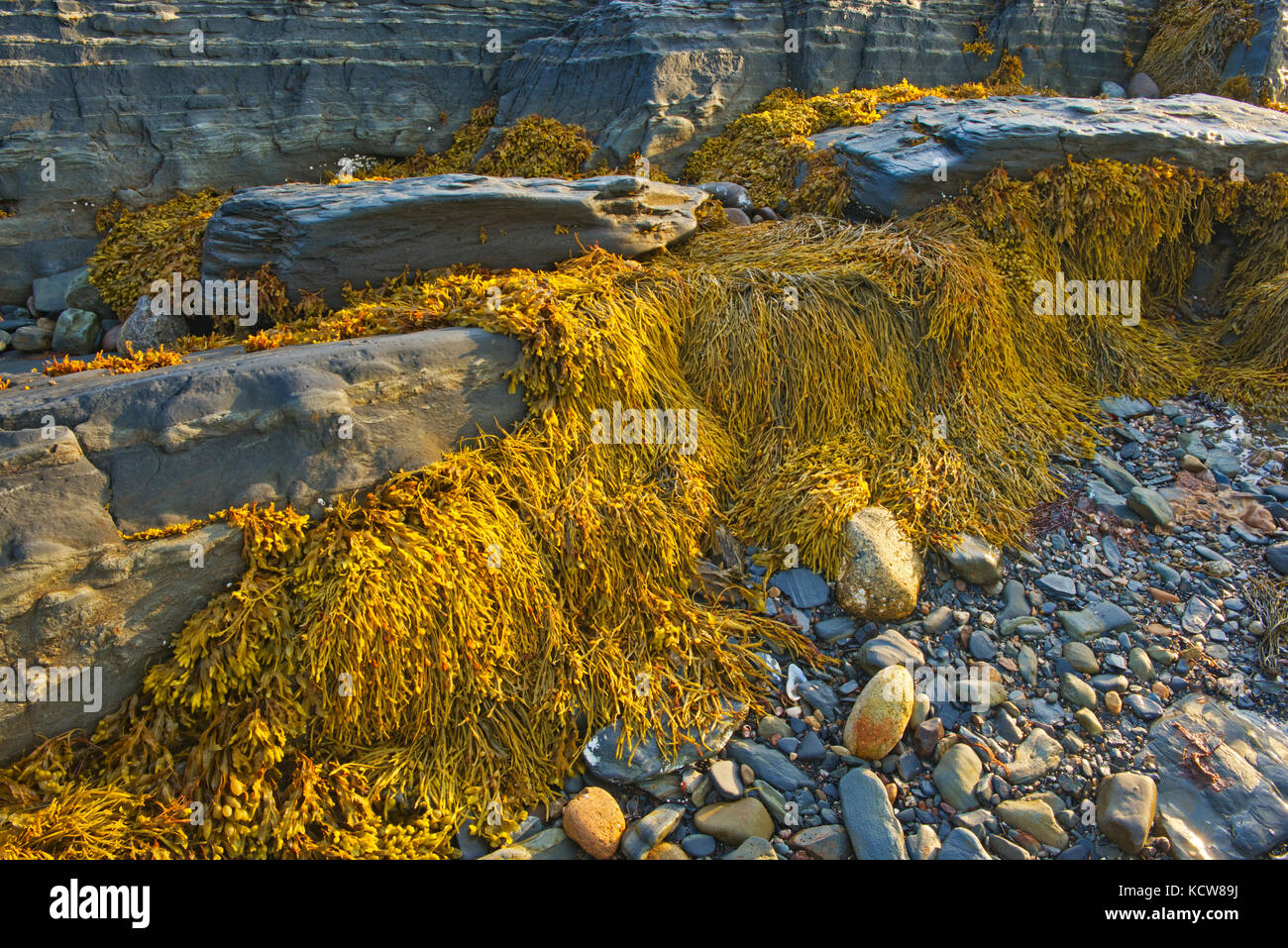 (Alghe kelp) a bassa marea onshore dell'Oceano Atlantico, blu rocce, Nova Scotia, Canada Foto Stock