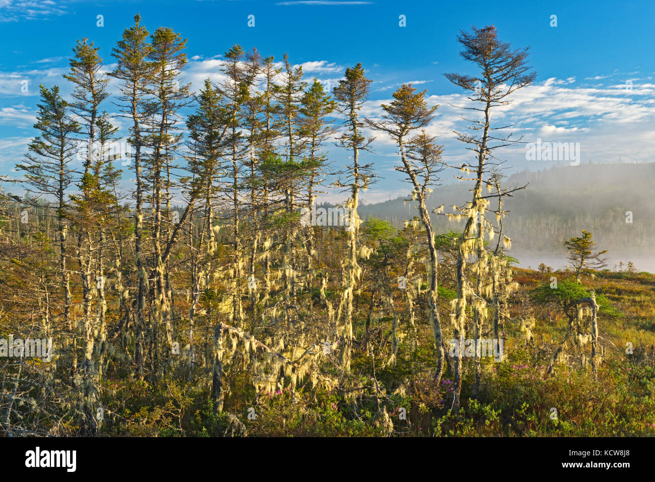 I licheni sugli alberi nella nebbia, west quoddy, Nova Scotia, Canada Foto Stock