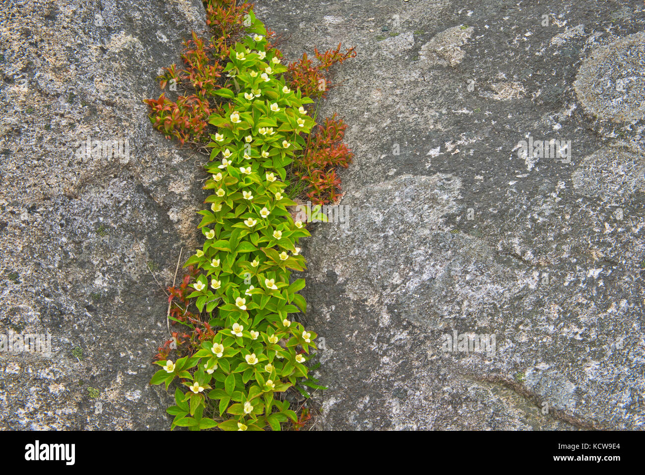 Bunchberry e rock rose blanche, Terranova e Labrador, Canada Foto Stock