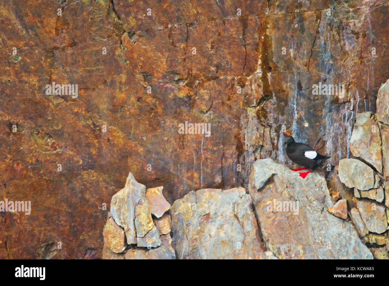 Pigeon guillemot (cepphus columba) sulla sporgenza di roccia. Oceano atlantico, elliston, Terranova, Canada Foto Stock