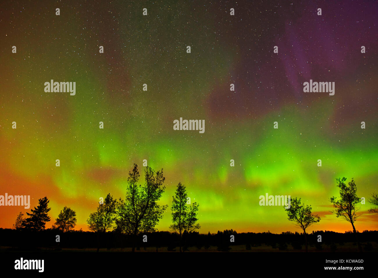 Luci del nord e alberi(l'aurora boreale, uccelli collina parco provinciale, Manitoba, Canada Foto Stock