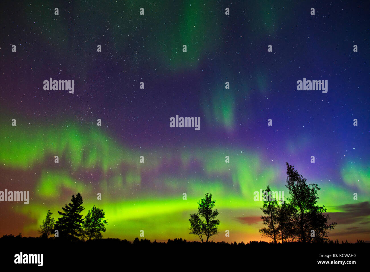 Luci del nord e alberi(l'aurora boreale, uccelli collina parco provinciale, Manitoba, Canada Foto Stock