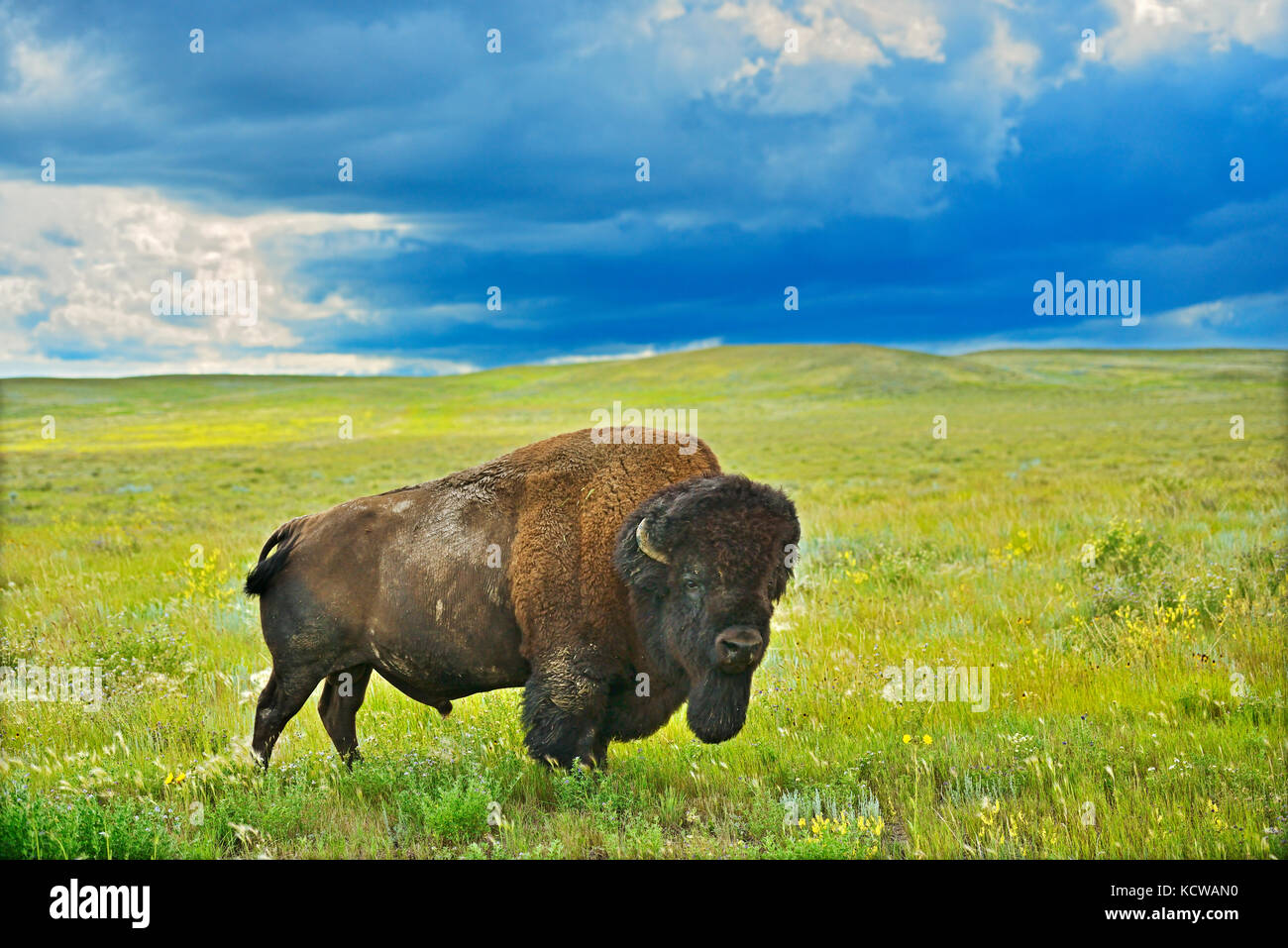 Pianure bisonti (bisonte) in praterie, praterie Parco Nazionale, Saskatchewan, Canada Foto Stock
