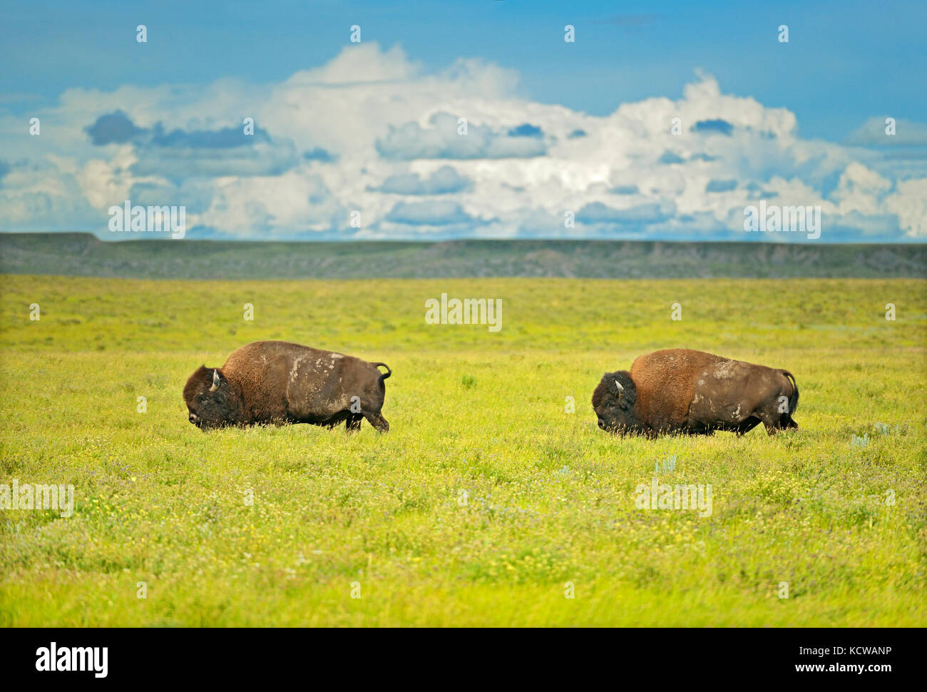 Pianure bisonti (bisonte) in praterie, praterie Parco Nazionale, Saskatchewan, Canada Foto Stock