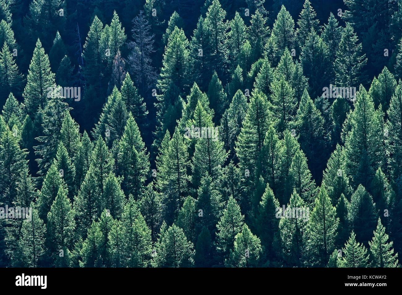 La foresta di conifere sulla collina di montagne monashee, moyie, British Columbia, Canada Foto Stock