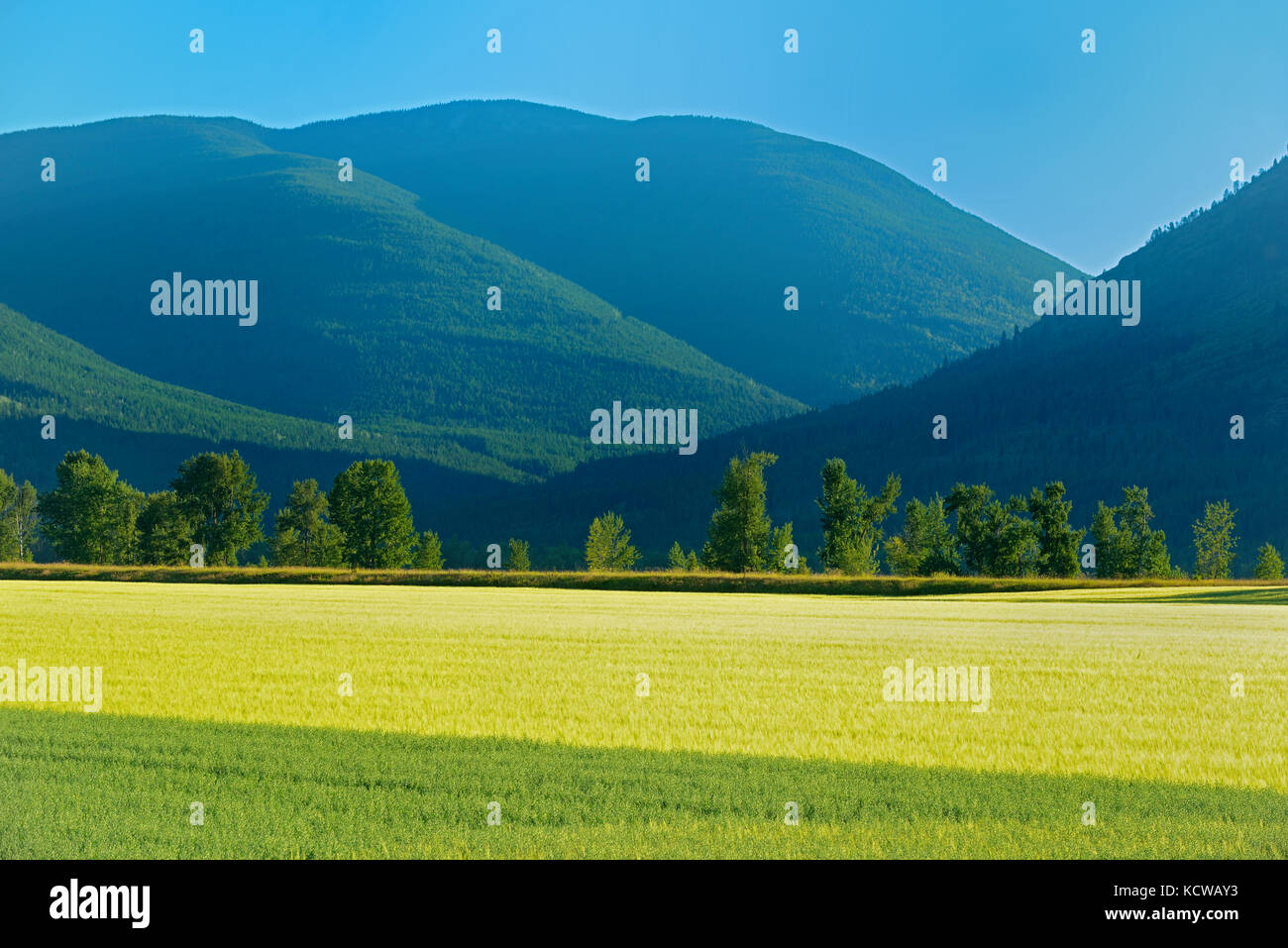 Campi di avena e 2-row orzo, creston, British Columbia, Canada Foto Stock