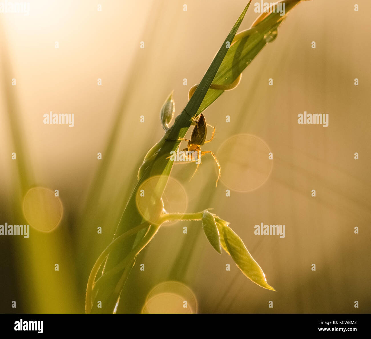 Spider camminando sulle foglie verdi e le vigne. Foto Stock