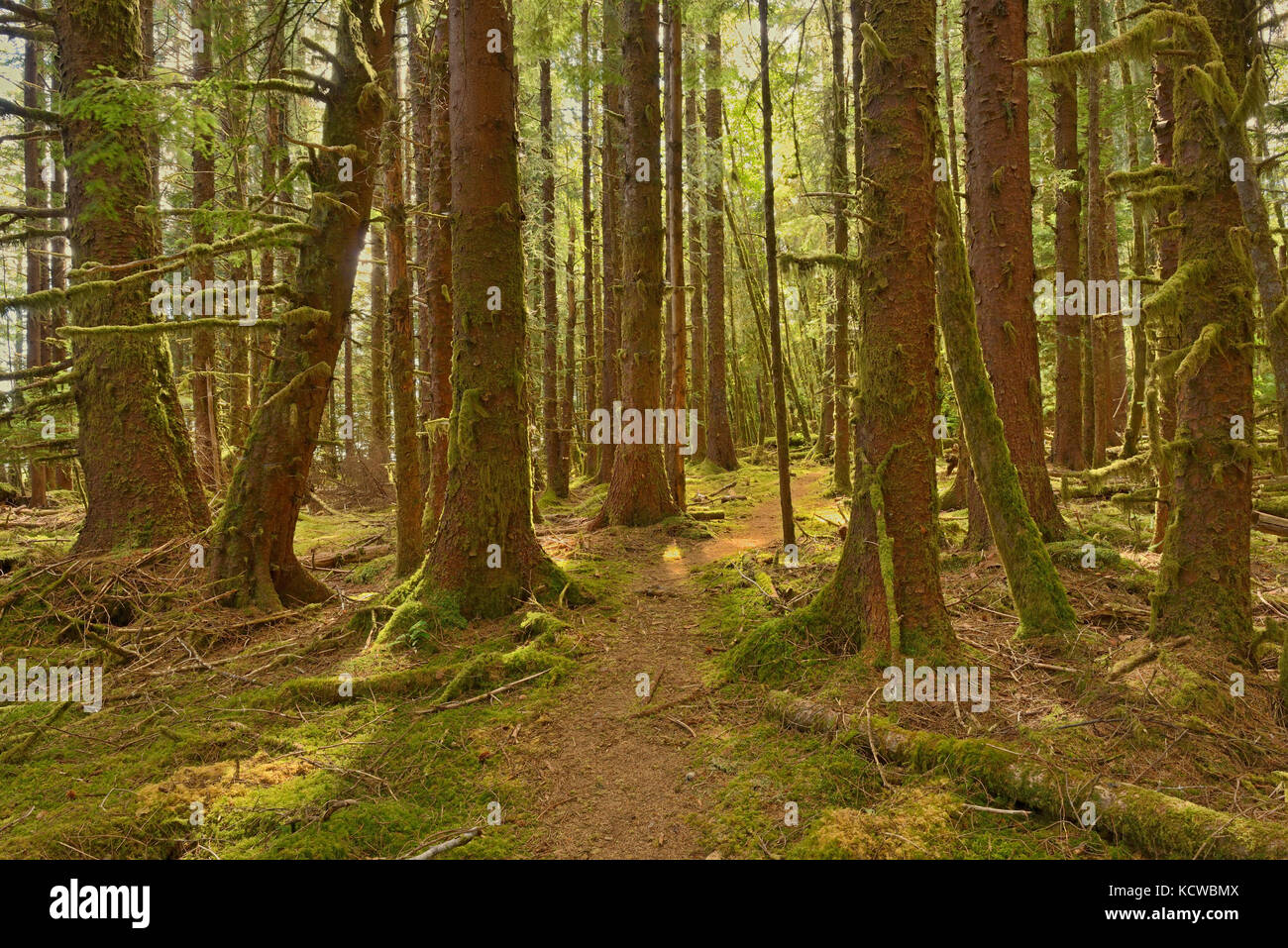 Vecchio sito di tronchi dove Sitka Spruce alberi nei primi anni '40 sono stati raccolti per la costruzione di zanzara bombardieri per WW II., Haida Gwaii (ex Queen Charlotte Islands), British Columbia, Canada Foto Stock