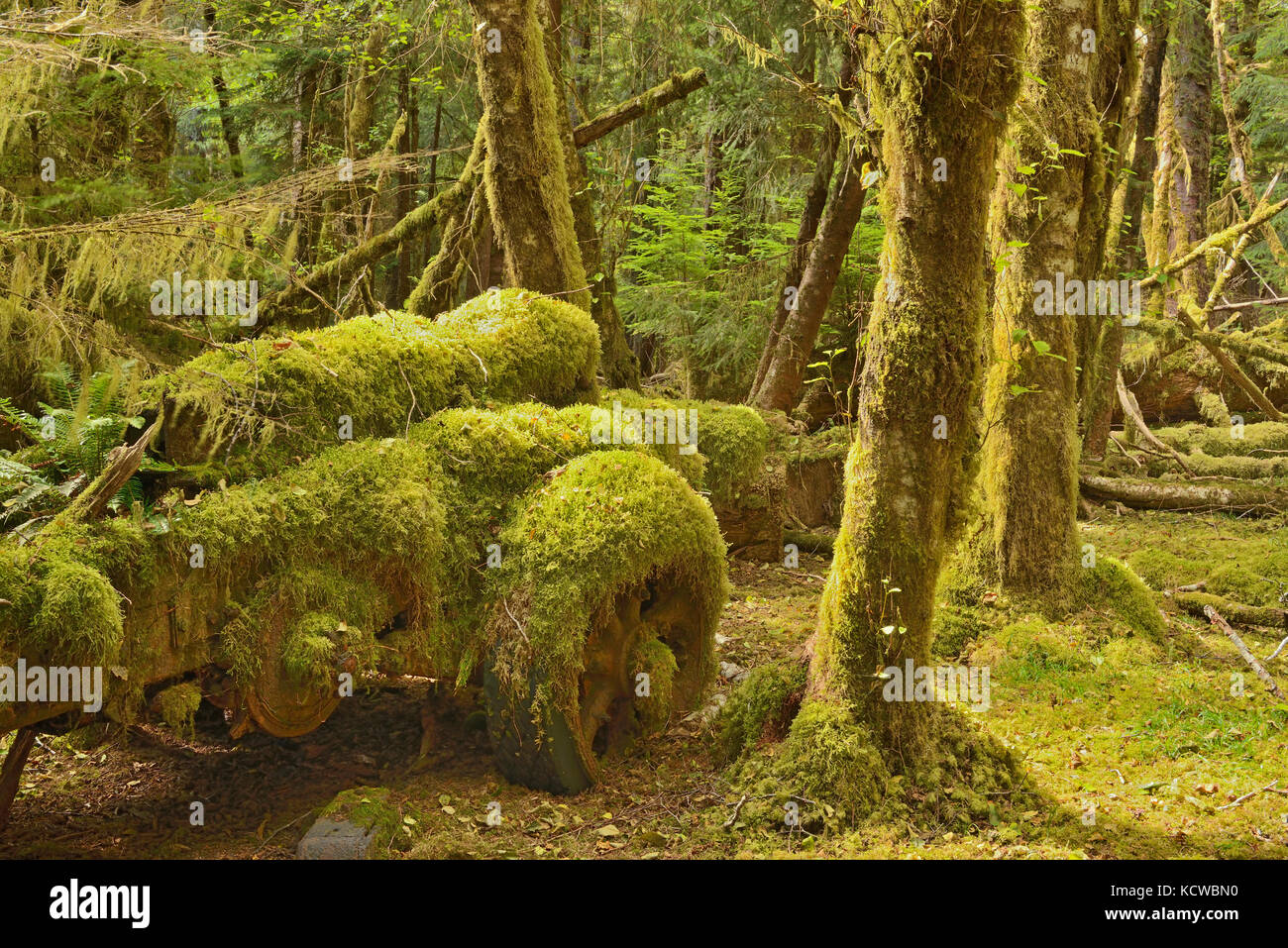 Vecchio sito di tronchi dove Sitka Spruce alberi nei primi anni 1940 sono stati raccolti per la costruzione di zanzara bombardieri per WW II Louise Island, Haida Gwaii (ex Queen Charlotte Islands), British Columbia, Canada Foto Stock