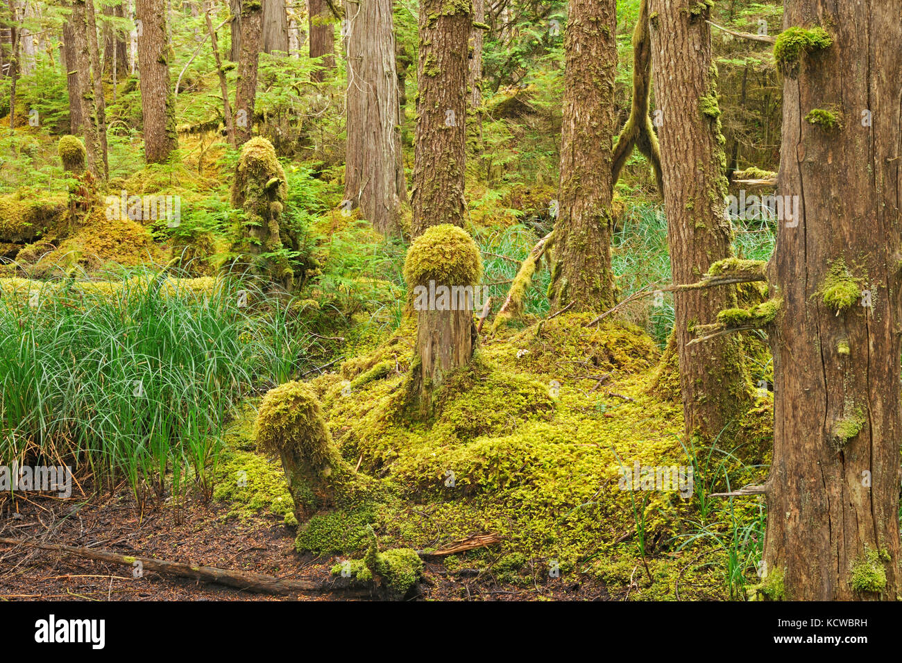 Coastal rain forest. naikoon provincial park. graham island. , Haida Gwaii (precedentemente il Queen Charlotte isole), British Columbia, Canada Foto Stock