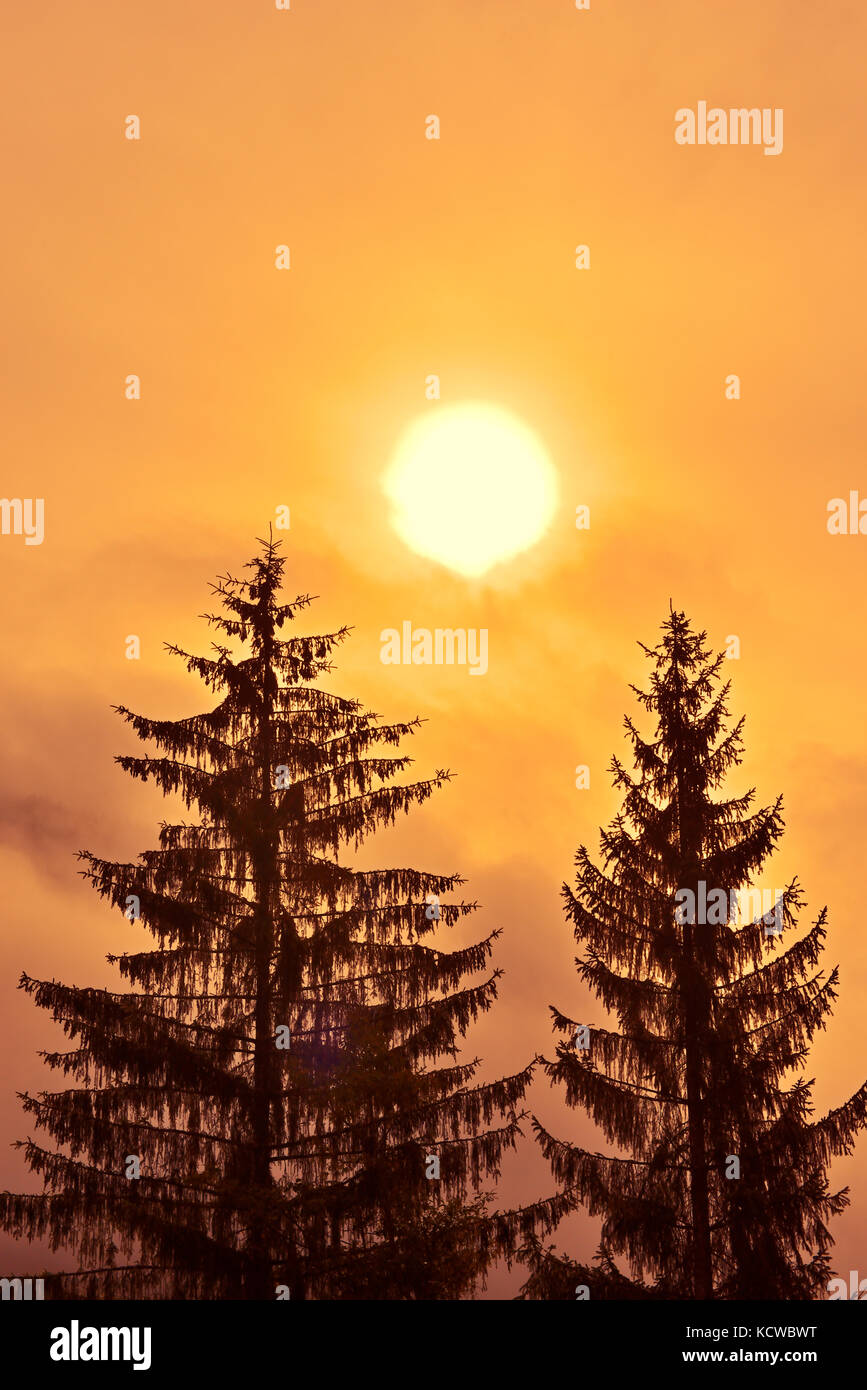 Alberi sempreverdi a sunrise nella nebbia, prudhomme Lake Provincial Park , British Columbia, Canada Foto Stock