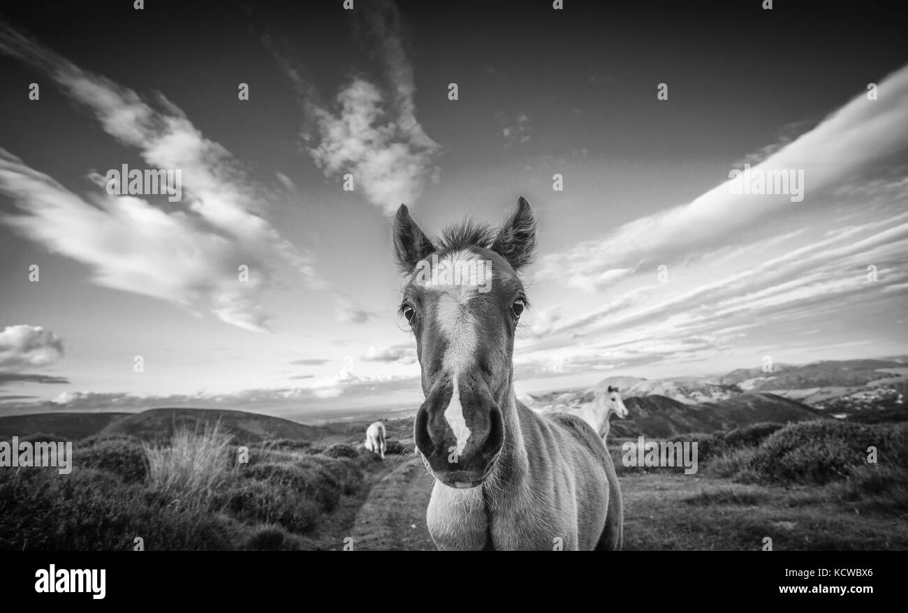 Pony selvatici puledro in Wild Close Up Foto Stock