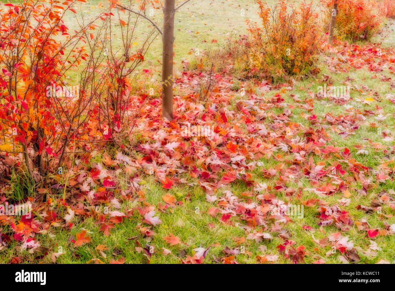 Arbusti in colore di autunno, Winnipeg, Manitoba, Canada Foto Stock