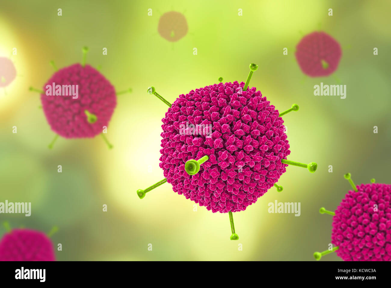 Gli adenovirus. Computer illustrazione che mostra la struttura di superficie del virus esterna del rivestimento di proteina (capside). Molti gli adenovirus infettano il tratto respiratorio, causando il raffreddore comune di sintomi simili, e infettare anche gli occhi e gut, in particolare per i bambini. Il verde delle sporgenze sono note come fibre di pentone e si trovano in corrispondenza di ciascuno dei vertici 12 del capside. Ciascuna fibra è ribaltata con proteine che permettono al virus di entrare nella sua cella di bersaglio. Foto Stock