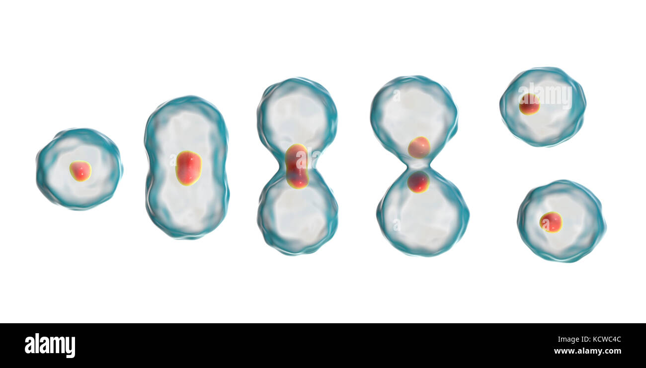 Divisione Nucleare, illustrazione del computer. Foto Stock