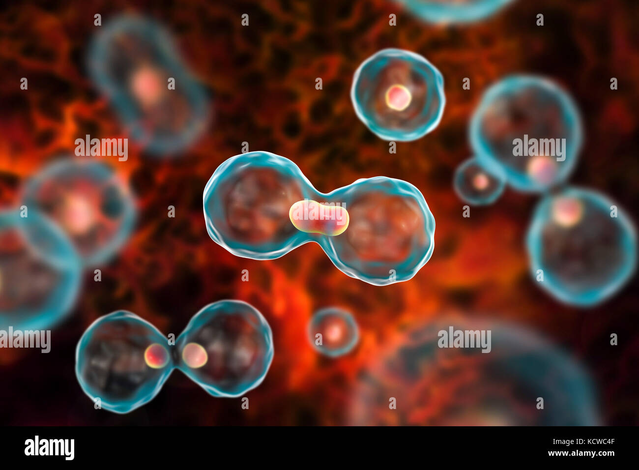 Divisione Nucleare, illustrazione del computer. Foto Stock