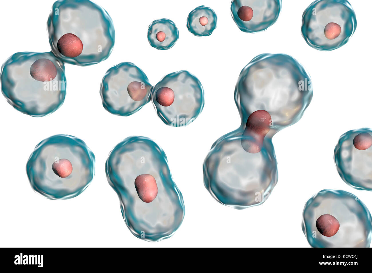 Divisione Nucleare, illustrazione del computer. Foto Stock
