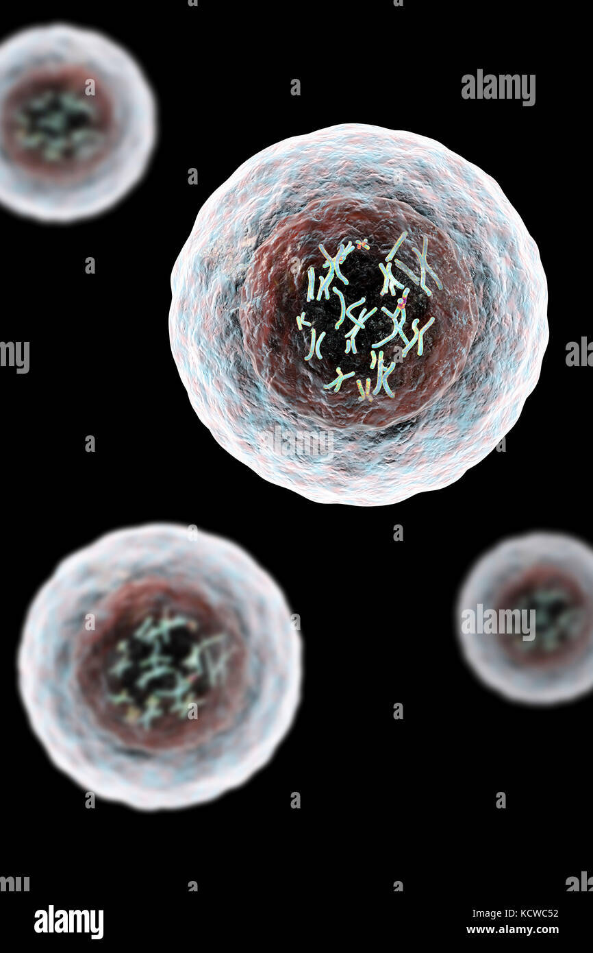 Cellula umana con cromosomi, illustrazione. I cromosomi, che sono costituiti da due identiche cromatidi uniti in un centromero (luce), sono composti di acido desossiribonucleico (DNA) avvolta attorno a proteine. Il DNA contiene sezioni, chiamati geni che codificano il corpo di informazioni genetiche, la determinazione di ciascuna cella della struttura, funzione e comportamento. Foto Stock