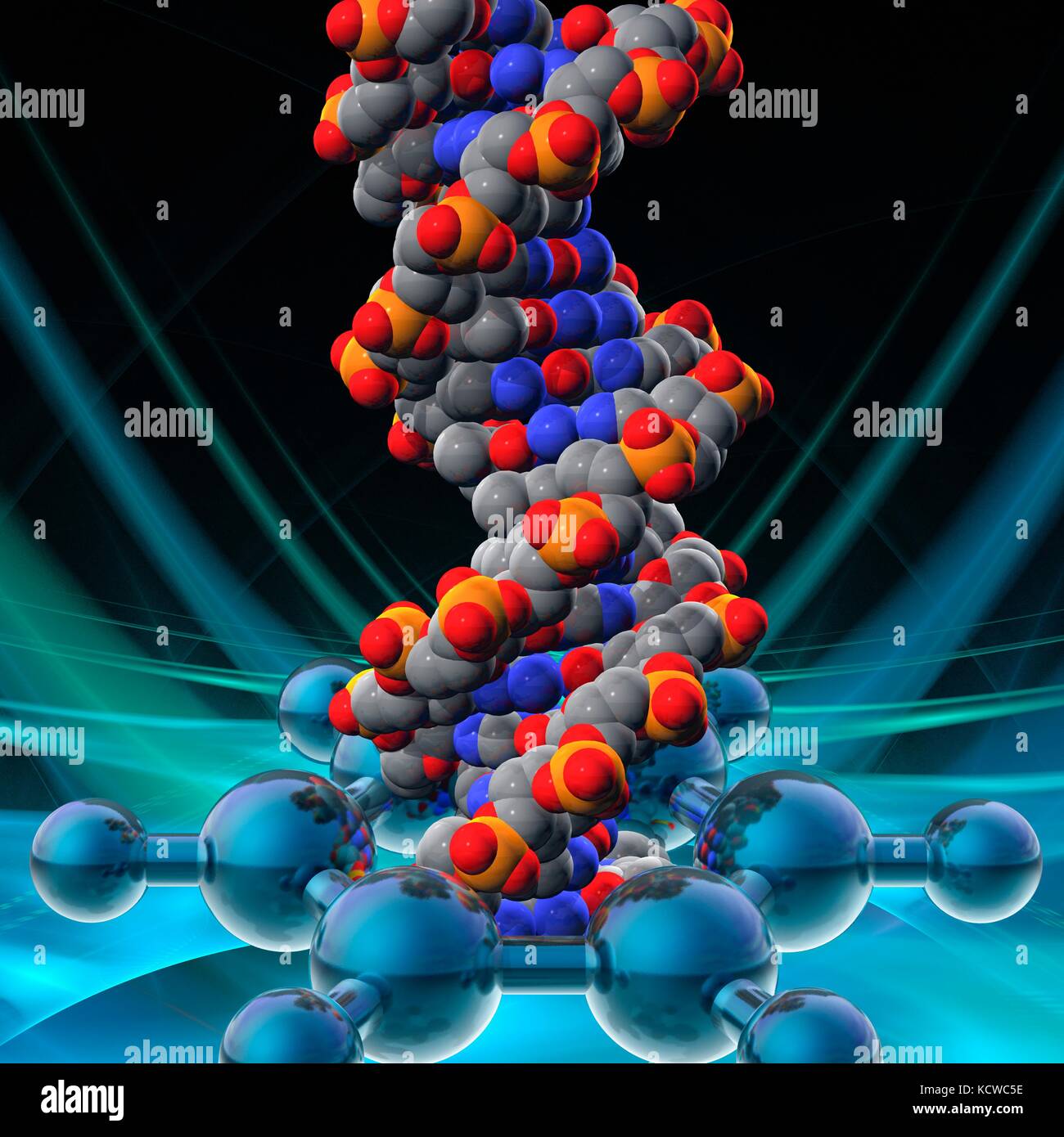 Illustrazione concettuale di un doppio filamento di DNA (acido desossiribonucleico) molecola che viene danneggiato da una molecola di benzene. Il benzene è ampiamente riconosciuto carcinogeno per l'uomo (molecole non in scala). Il DNA è composto da due trefoli intrecciati in una doppia elica. Ciascun filamento è costituito da uno zucchero-ossatura di fosfato attaccata alle basi nucleotidiche. Ci sono quattro basi: adenina, citosina, guanina e timina. Le basi sono uniti tra di loro da legami idrogeno. Il DNA contiene sezioni chiamati geni che codificano il corpo di informazioni genetiche. Foto Stock