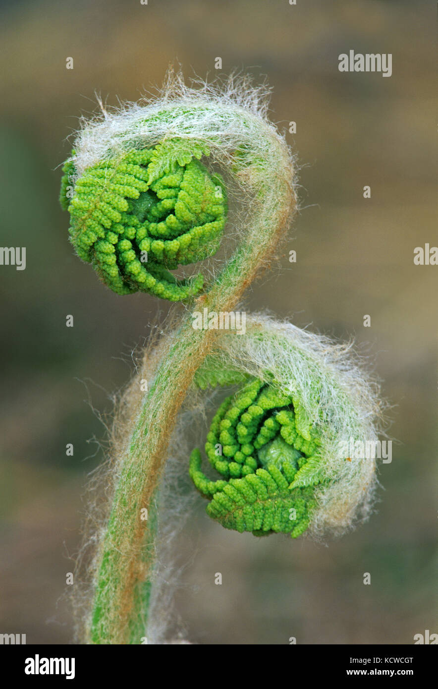 Fiddleheads di interrotto, felce Osmunda claytoniana, Worthington, ontario, Canada Foto Stock