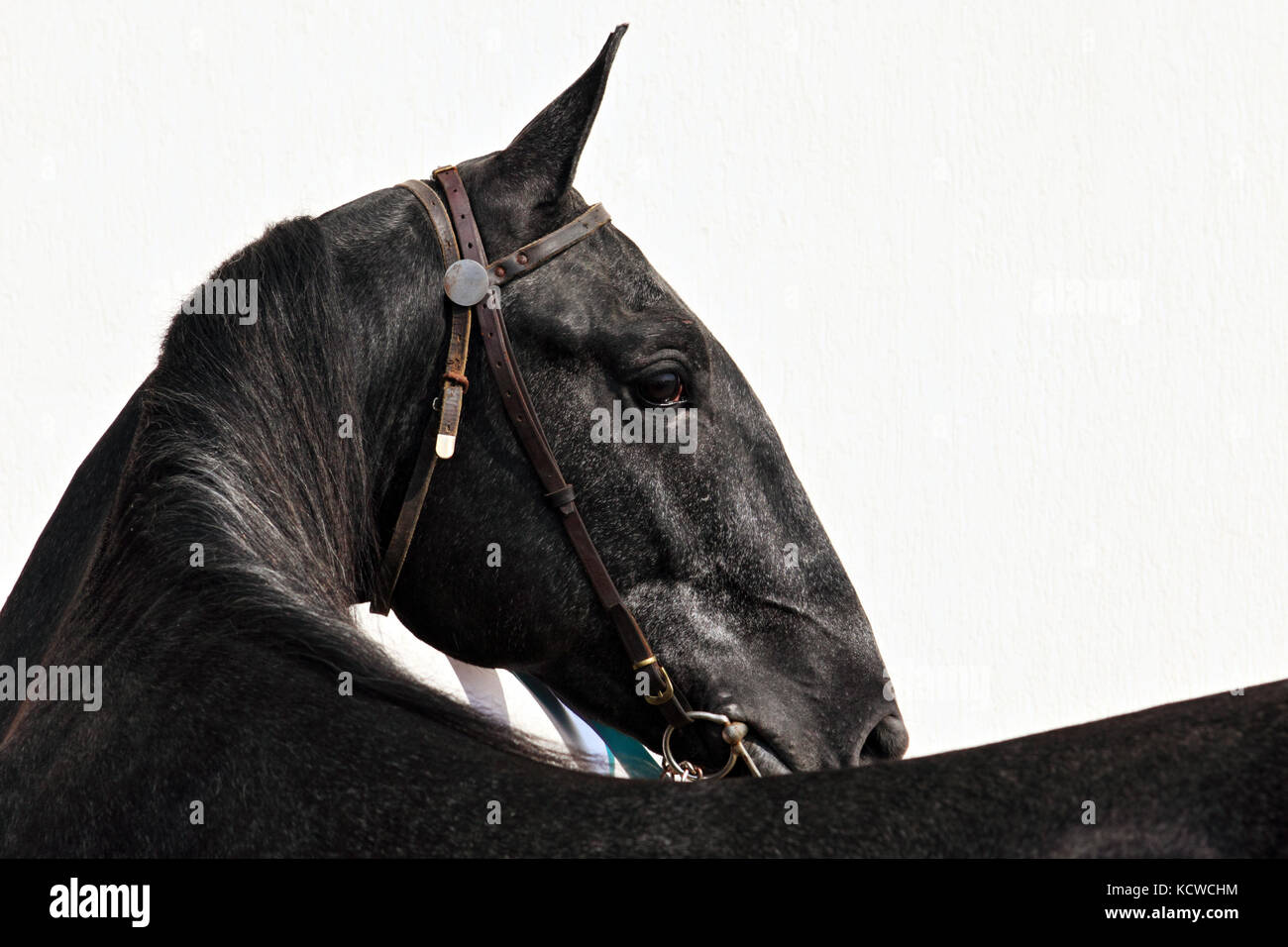 Barb orlov trotter cavallo ritratto contro una parete di luce sullo sfondo Foto Stock