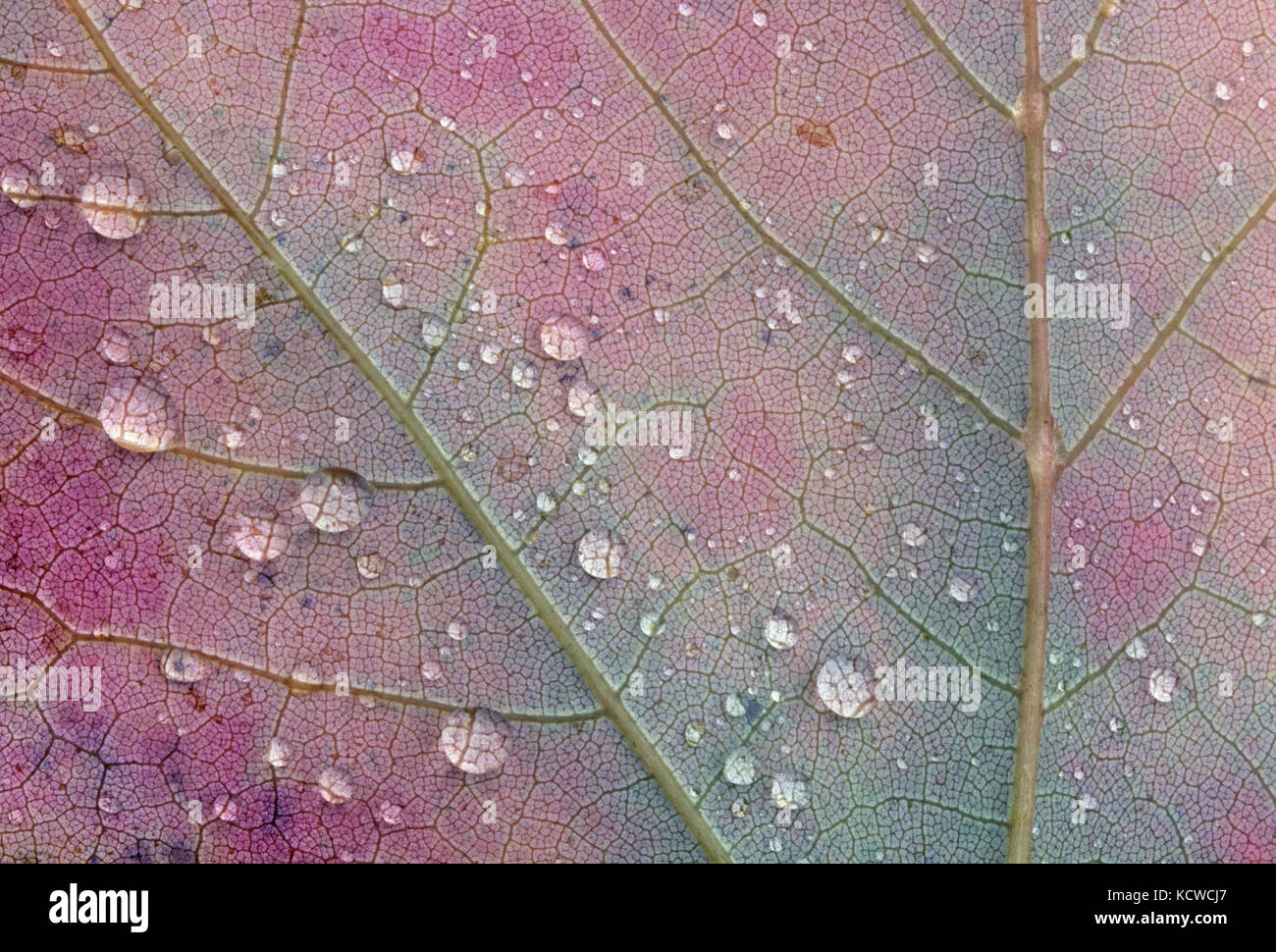Aceri rossi (acer rubrum) in autunno, sioux si restringe, ontario, Canada Foto Stock