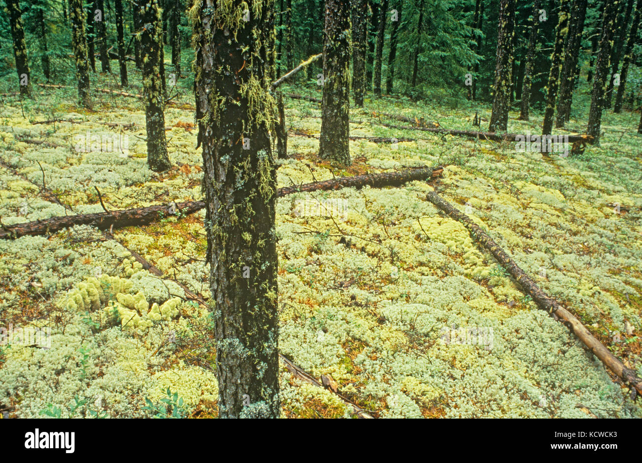 I licheni sul pavimento forêts jack della foresta di pini (Pinus resinosus), nei pressi di Leaf Rapids, Manitoba, Canada Foto Stock