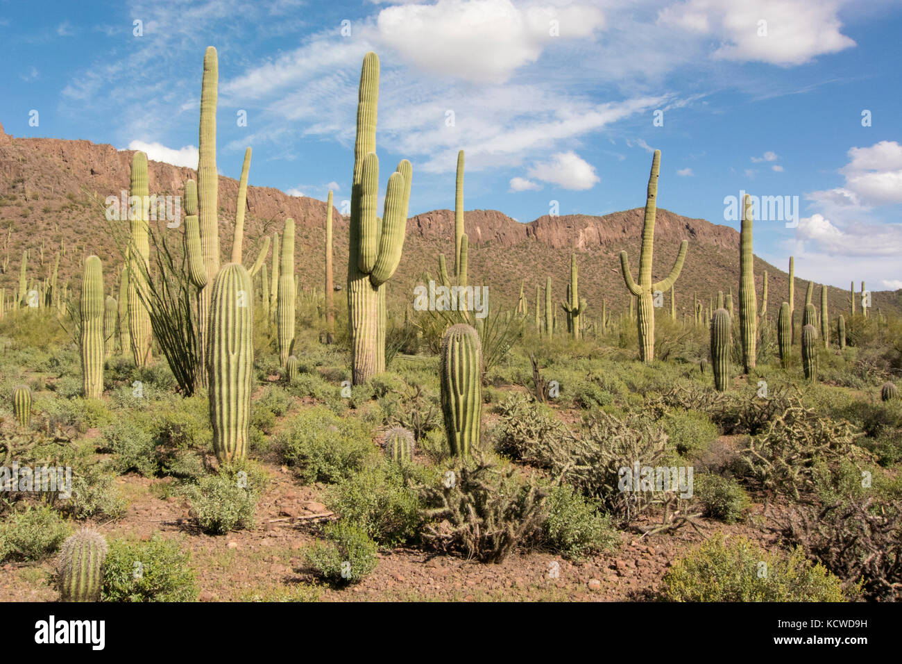 Habitat nel deserto con cactus Saguaro (Carnegiea gigantea), il Parco nazionale del Saguaro, Tucson, AZ, Stati Uniti d'America Foto Stock
