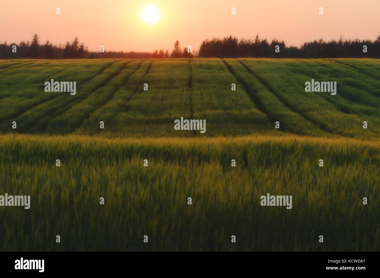 Di Frumento, erba, azienda agricola, campo, agricoltura, malpeque, Prince Edward Island, Canada Foto Stock
