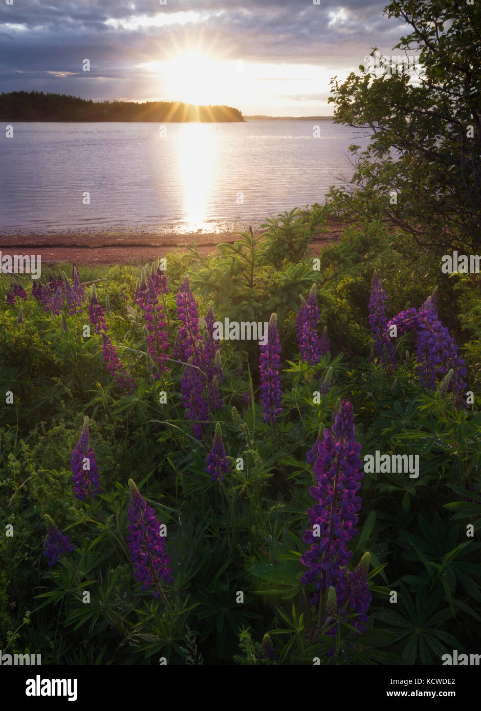 Lupini, lupinus specie, fiori, Stanley bridge, Prince Edward Island, Canada Foto Stock