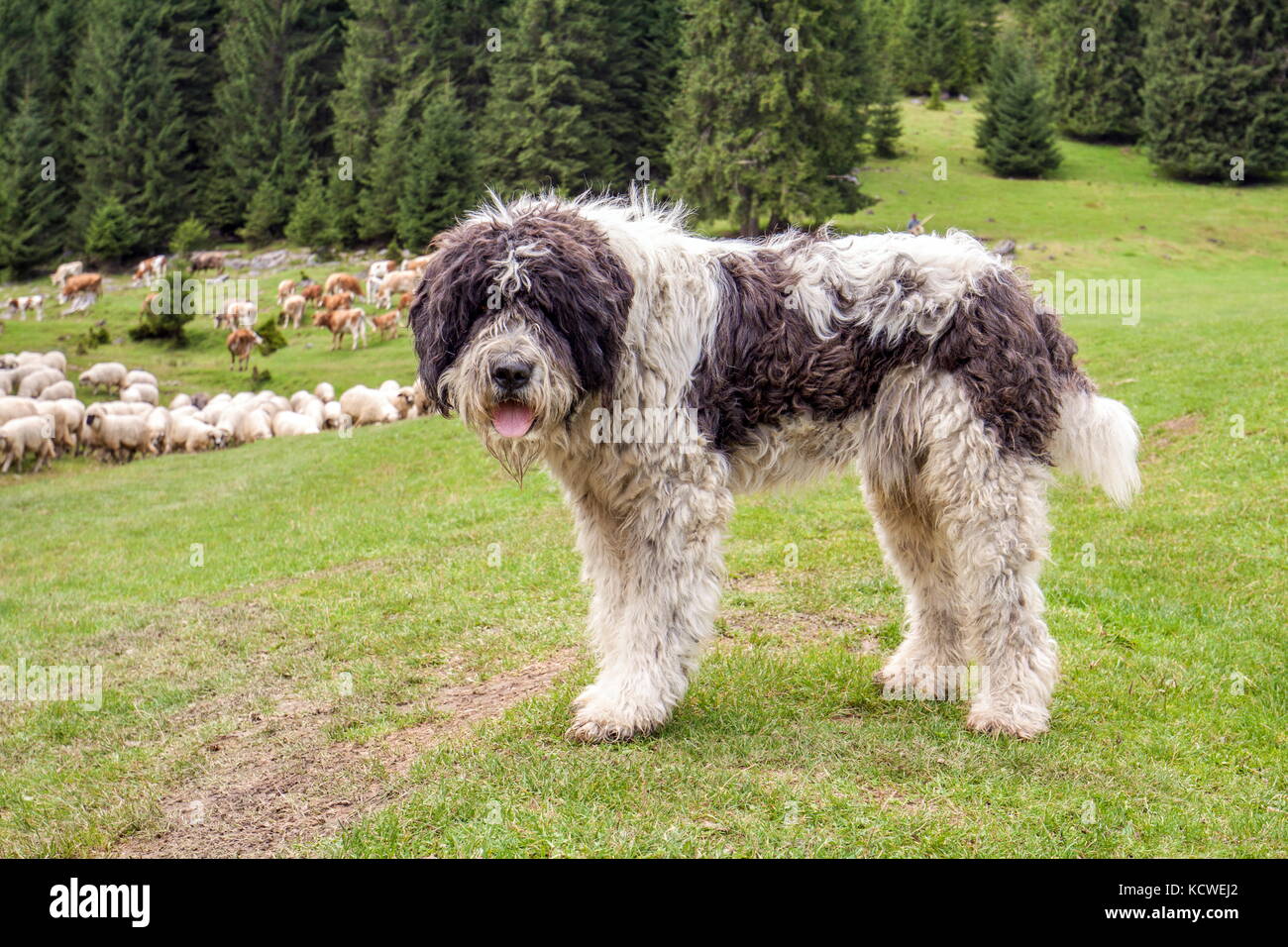 Il Cane Pastore A Guardare La Mandria Di Mucche E Pecore In Montagna