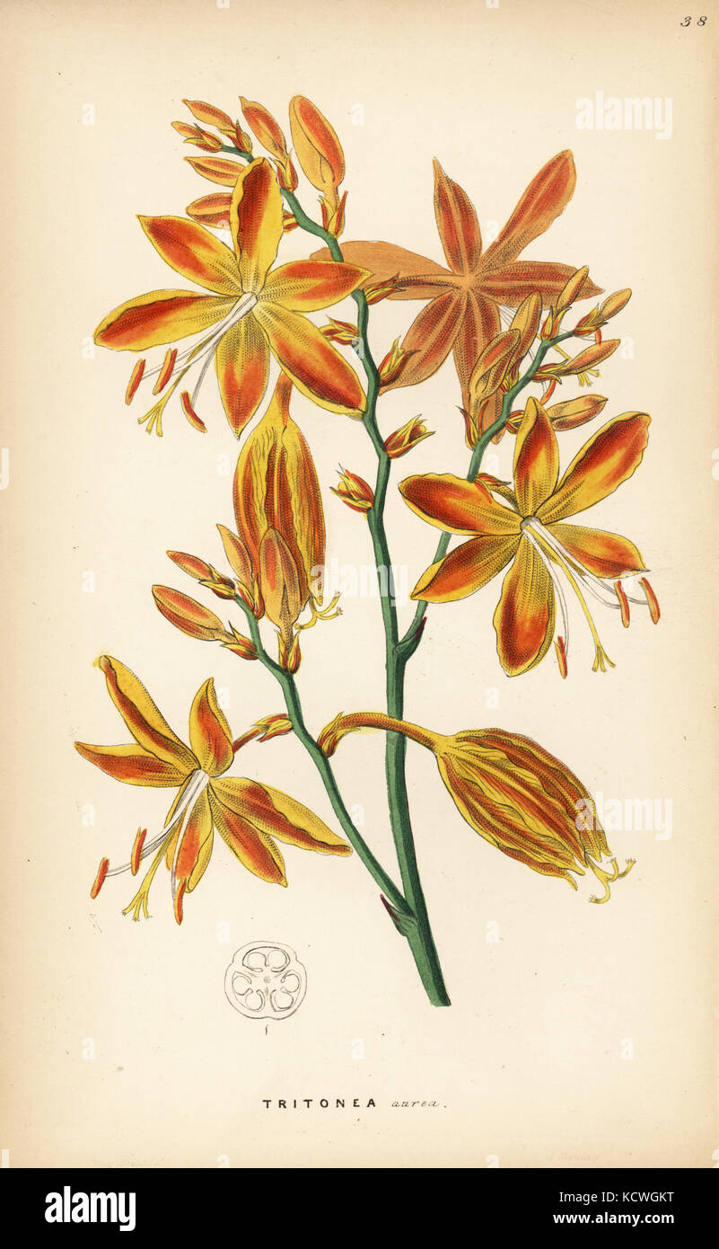 Stelle cadenti, Crocosmia aurea (Golden tritonia, Tritonia aurea). Copperplate Handcolored da John Lindley e Robert dolce ornamentali del Giardino di fiori e di arbusti, G. Willis, Londra, 1854. Foto Stock