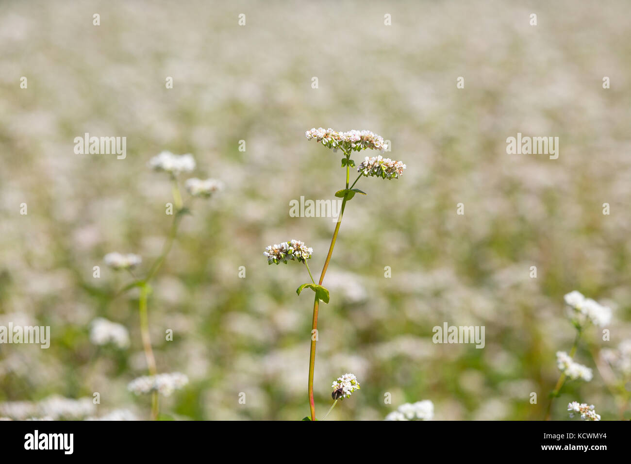 Grano saraceno fiorito (Fagopyrum esculentum) - un fertilizzante naturale e un raccolto di copertura - davanti a un campo sfocato di fiori di buckweath. Foto Stock