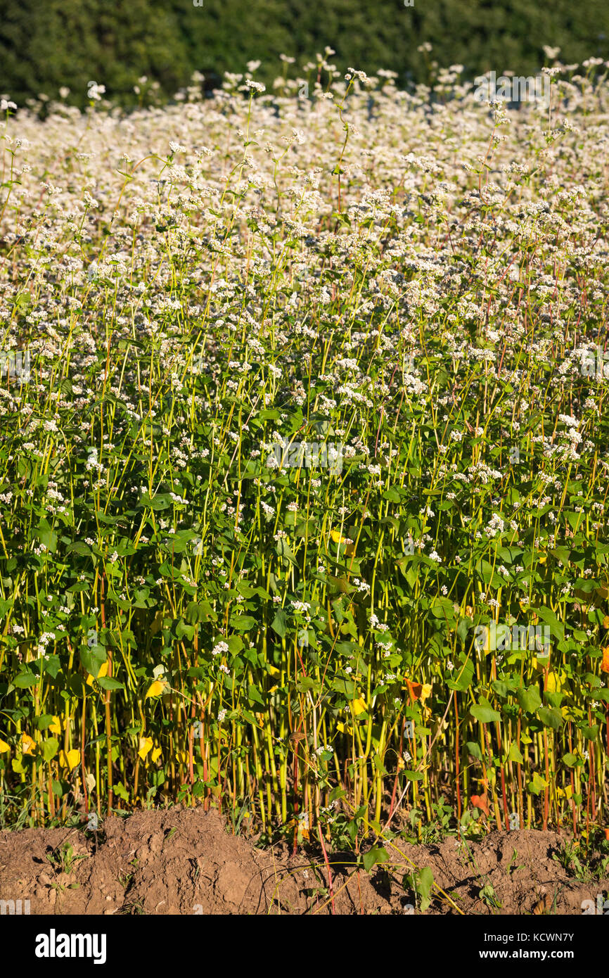Vista laterale di un campo di grano saraceno (Fagopyrum esculentum) che funge da fertilizzante azotato per il terreno alla luce del sole del pomeriggio. Foto Stock