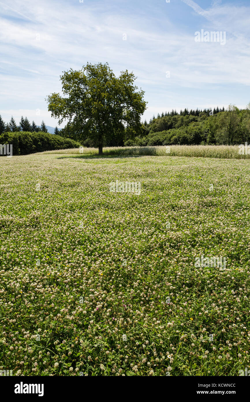 Un campo di fioritura trifoglio bianco (Trifolium repens) - un  fertilizzante naturale e raccolto di coperta - Nel pomeriggio la luce del  sole, con alberi in retro Foto stock - Alamy