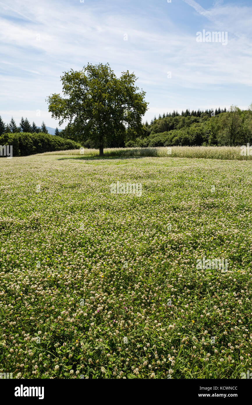 Un campo di trifoglio bianco fiorito (Trifolium repens), un fertilizzante naturale e un raccolto di copertura, al sole del pomeriggio, con alberi sul retro. Foto Stock