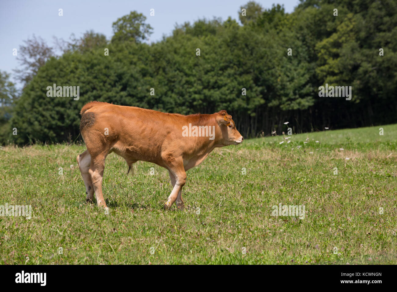 LIMOUSIN FRANCIA: 8 agosto 2017: Una Limousin vitello con marchi auricolari in un pascolo verde con alberi in background. Foto Stock