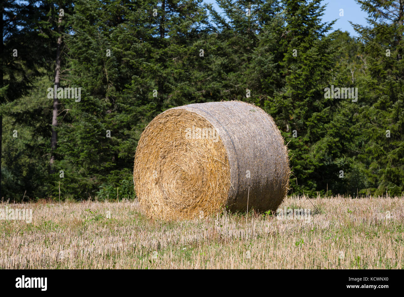 Appena tagliato il fieno compresso in balle con una legatura a rete attorno ad esso su un campo falciato. Foto Stock