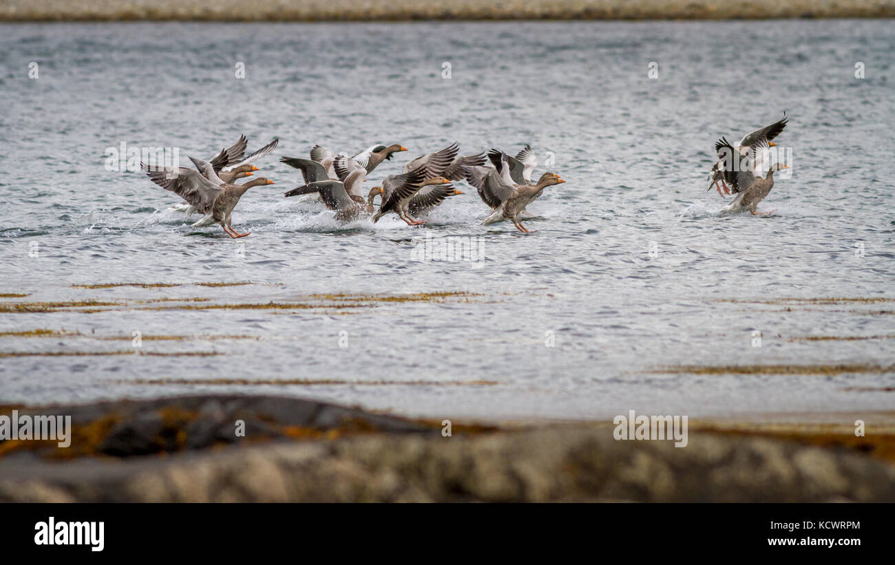 Regno Unito Fauna selvatica: Graylag oche in arrivo a terra sul Loch Na Keal, Isle of Mull, Scozia Foto Stock