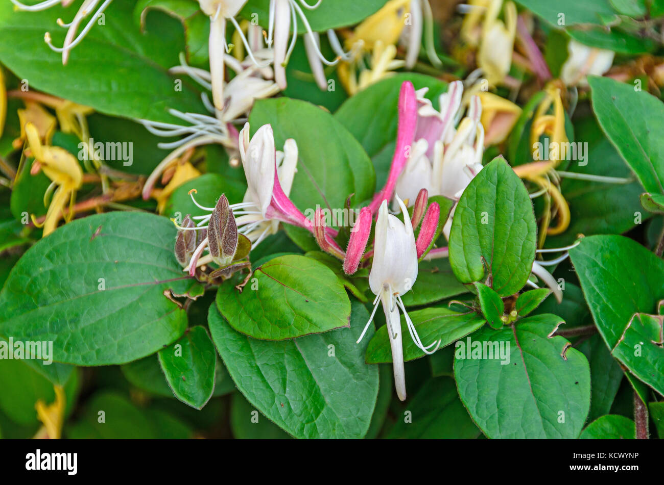 Lonicera caprifolium (capra-leaf caprifoglio, italiano caprifoglio, perfoliate woodbine) fiori, 'mana maicii domnului', Vicino. Foto Stock