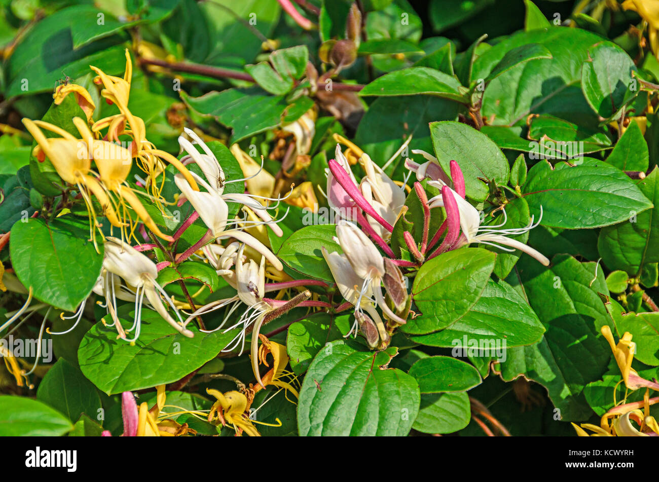 Lonicera caprifolium (capra-leaf caprifoglio, italiano caprifoglio, perfoliate woodbine) fiori, 'mana maicii domnului', Vicino. Foto Stock