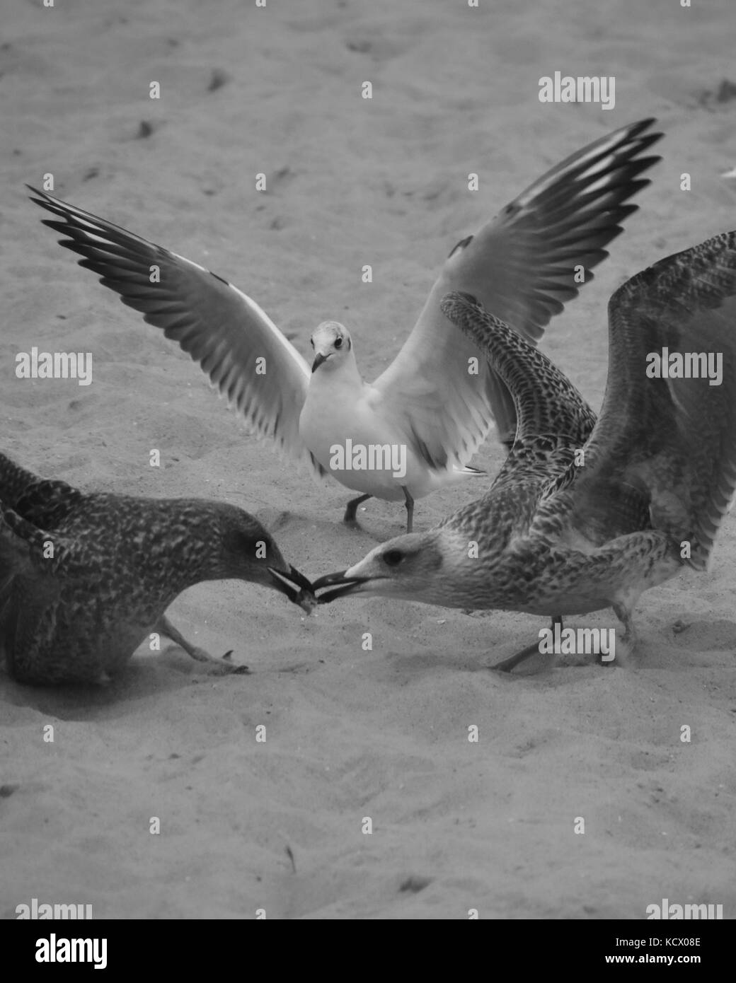 Battaglia di uccelli Foto Stock