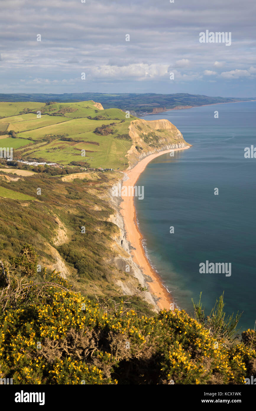 Vista lungo la Jurassic Coast guardando ad est di Seatown dal vertice del Golden Cap, Seatown, Dorset, England, Regno Unito, Europa Foto Stock