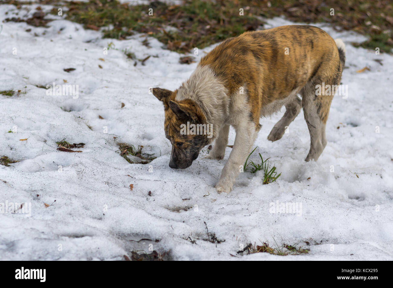 Stray tiger cane colorato in cerca di un po' di cibo nel Parco di primavera Foto Stock
