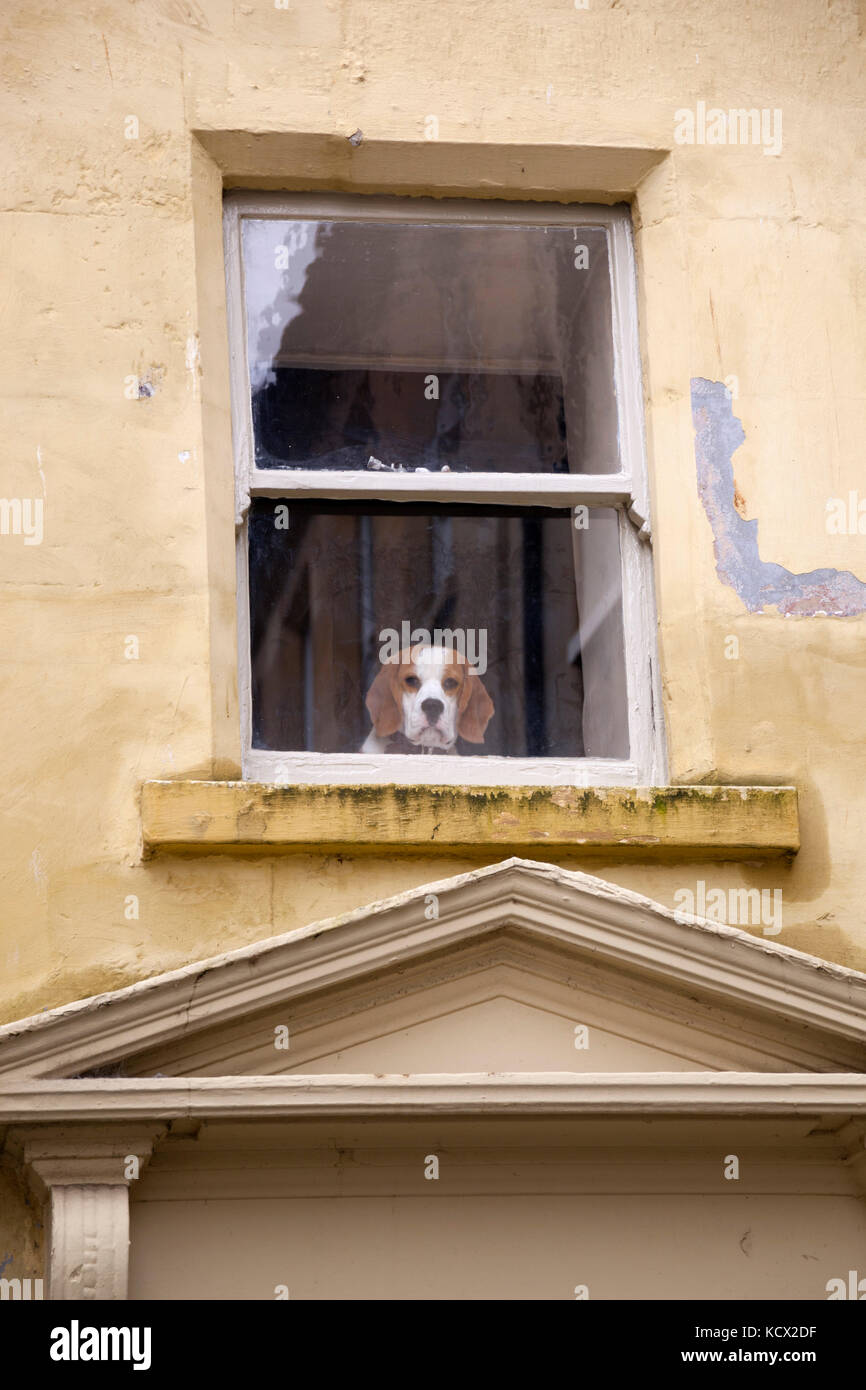 Beagle dog looking out of window, Bath, Somerset, Inghilterra, Regno Unito, Europa Foto Stock