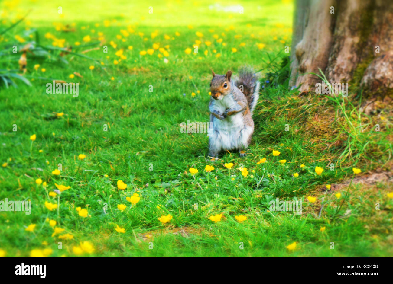 Lo scoiattolo Foto Stock